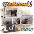 isaac+bulldog+ingles+bullcanes