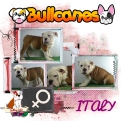 italy+bulldog+ingles+bullcanes
