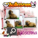 josefina+bulldog+ingles+bullcanes