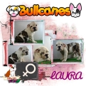 laura+bulldog+ingles+bullcanes