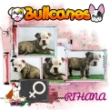 rihana+bulldog+ingles+bullcanes