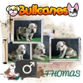 thomas+bulldog+ingles+bullcanes