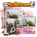 tiana+bulldog+ingles+bullcanes