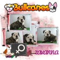 zavanna+bulldog+ingles+bullcanes